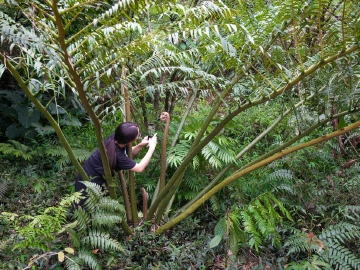 新物种+1!深圳科研团队参与发现“广东观音座莲” 身高5米堪称蕨类“巨人”