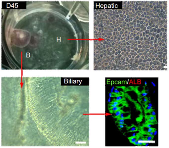 培养出“活着的”迷你器官，深圳科研团队摘得国际创新大奖