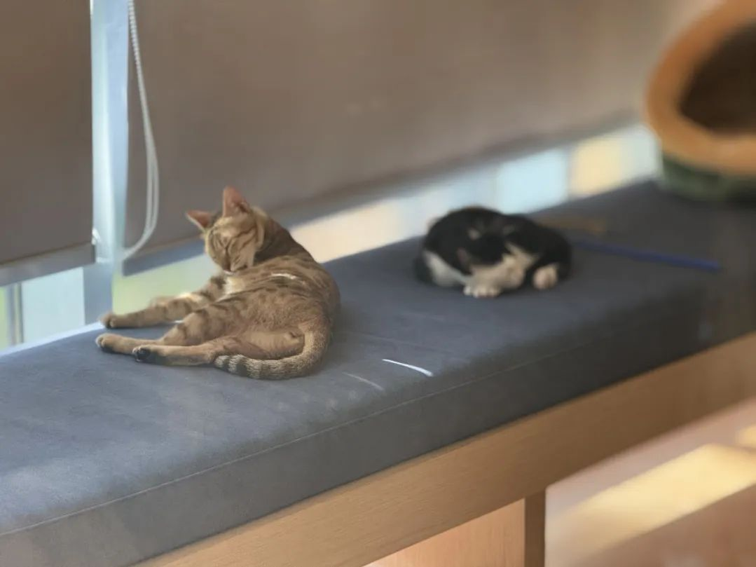 宠域talk | 全网刷屏的“咪的通知”，第一句就让网友泪目 