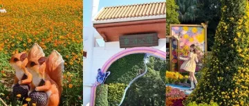 东湖公园花市免费逛,逛完吃喝购!