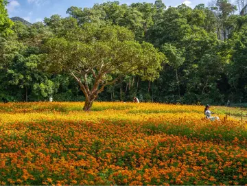 你的城市放“雪假”了吗？赏花、骑行、观鸟……来深圳，看山海连城→