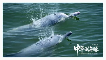 《中华白海豚》来袭，深圳观众的热烈反馈亮了！