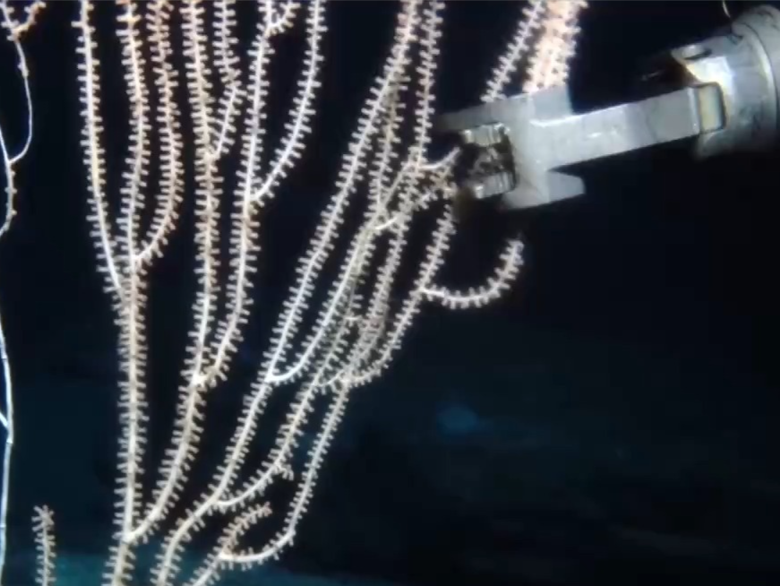 “海洋地质六号”发现了哪些深海宝藏？独家画面公布