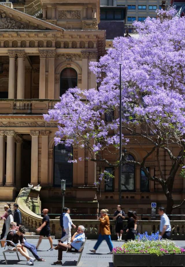 11月5日，在澳大利亚悉尼，人们从市政厅门口走过。新华社记者马平摄