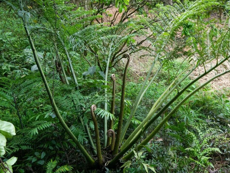 全球首次！广东发现蕨类新种 “广东观音座莲”，深企提供技术支持