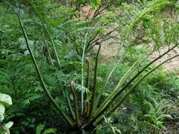 全球首次！广东发现蕨类新种 “广东观音座莲”，深企提供技术支持