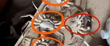 顾客用AI造假骗退款被拘!网友:大快人心