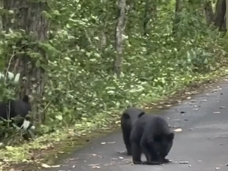 “熊害”严重 日本今年近千头熊在北海道被猎杀 