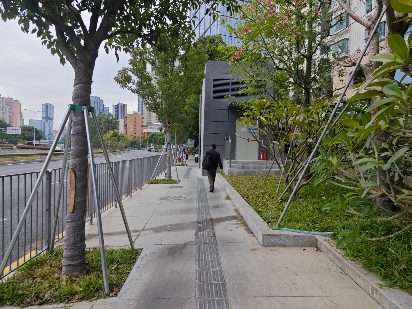 市民反映人行道上新种的几棵树挡路 城管部门：督促责任单位尽快迁移树木