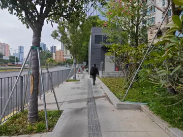 市民反映人行道上新种的几棵树挡路 城管部门:督促责任单位尽快迁移树木