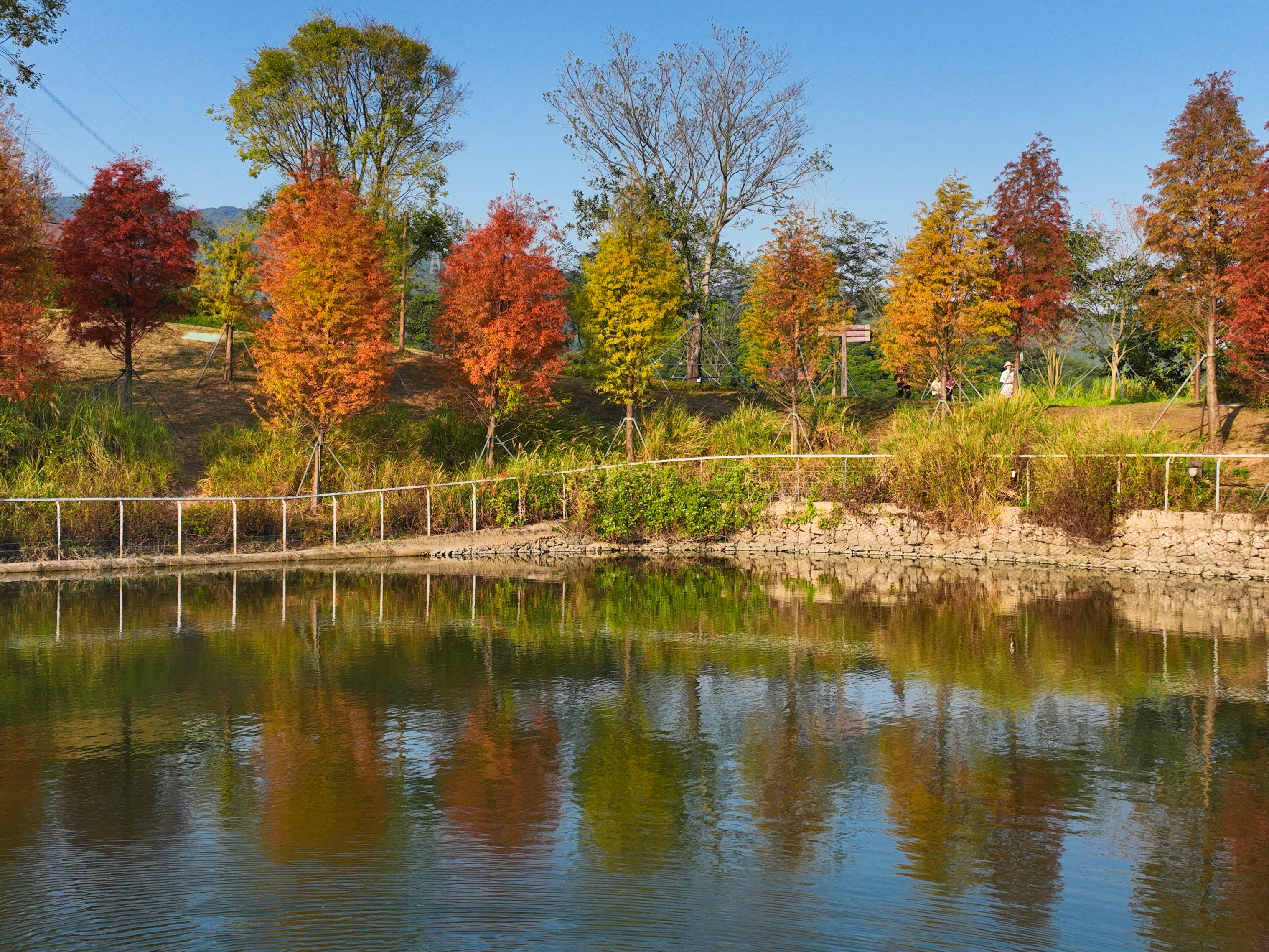 深圳秋景“圈粉”跨城游客：层林尽染处，诗意入城来