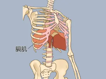 专家科普|孕晚期肋骨痛到喘不过气?竟是横膈肌在“抗议”