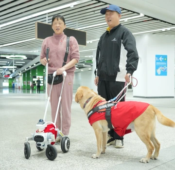 全球首例电子导盲犬!深圳地铁智能导盲犬上线服务