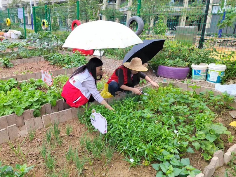 “这筐菜够吃好多天了！”坪山街道六和社区闲置地变身亲子公益菜园