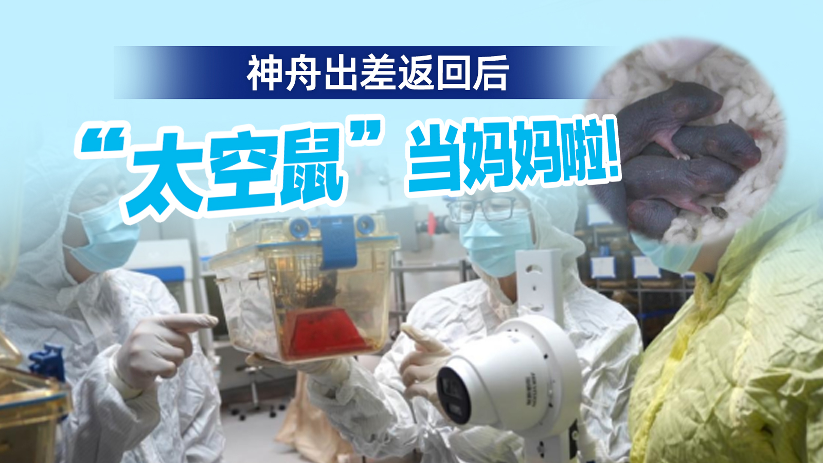 “太空小鼠”返回地面后成功孕育幼仔 