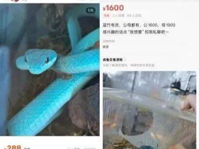 “盖瑞”同款蛇上架网购平台？紧急提醒！