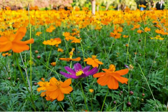 限时21天,超10万盆!2025东湖公园菊花赏来啦