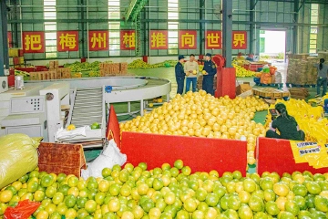 粤字号农产品香飘全球，今年前11月出口量增长13.6%