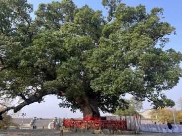 “平安古树名木守护行动”南昌场启动，为4259棵古树捐赠1500万保险