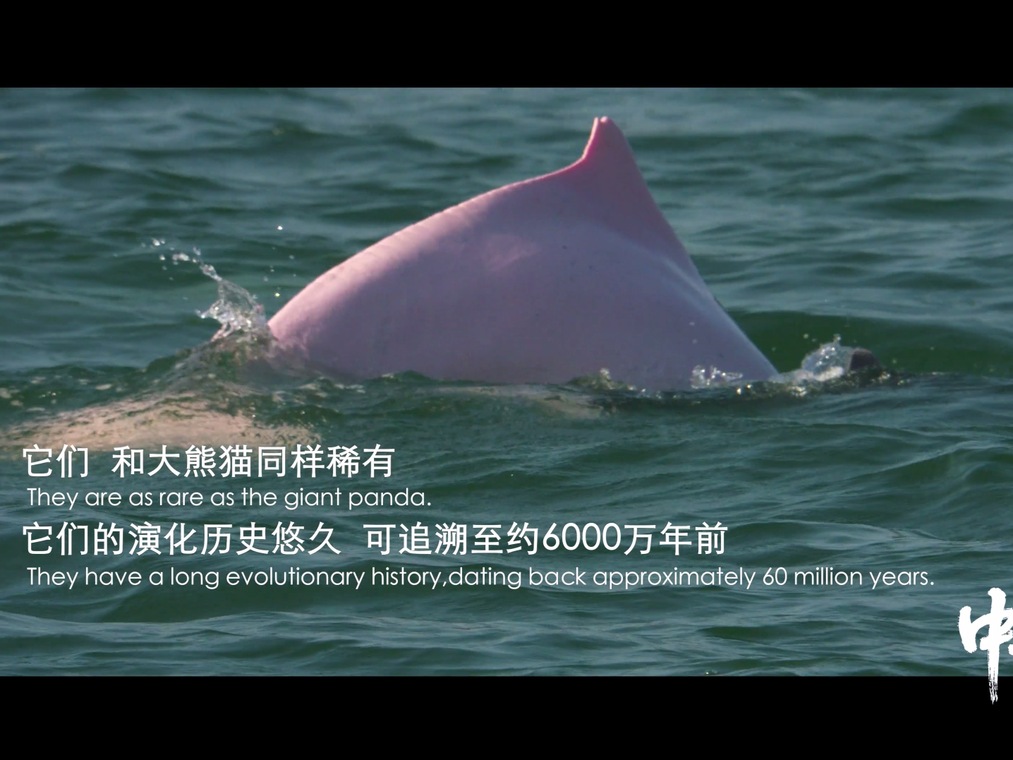 纪录电影《中华白海豚》即将上映,感受大湾区生态之美人文之韵