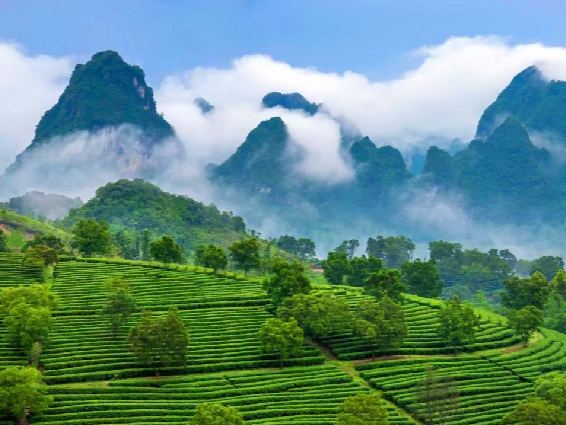 连续16年获得殊荣，英德红茶综合产值将突破100亿元