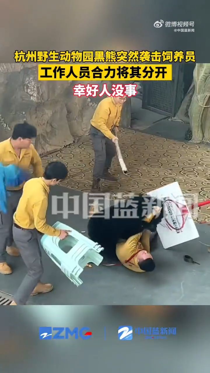 杭州野生动物园黑熊突然袭击饲养员，相关部门回应