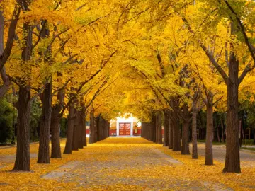 银杏树下的芙蓉城丨人文天地·南海潮