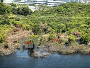 水库岸边枯树成片倒伏？龙华区水务局回应：属自然枯萎，三天内清完