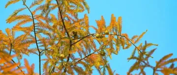 红了!坐地铁去看深圳冬日限定浪漫的落羽杉