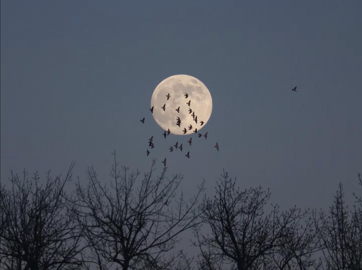 今年最后一次超级月亮看了吗？一组美图带你回顾这场宇宙浪漫