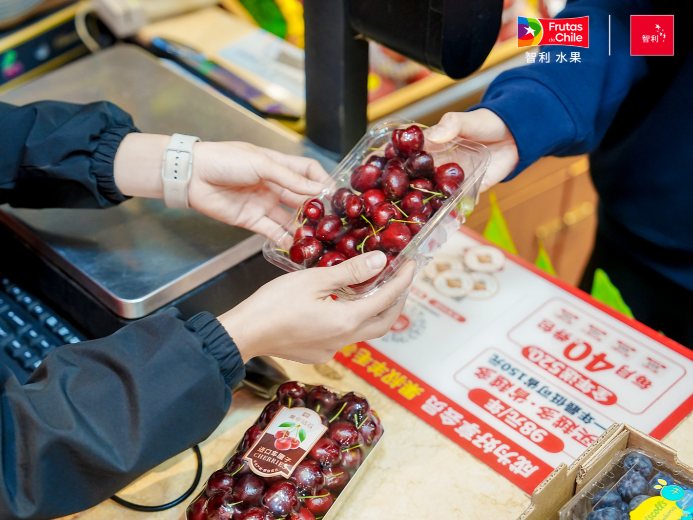 23天跨越2万公里，2025-2026产季全国首条智利车厘子快线抵达广州