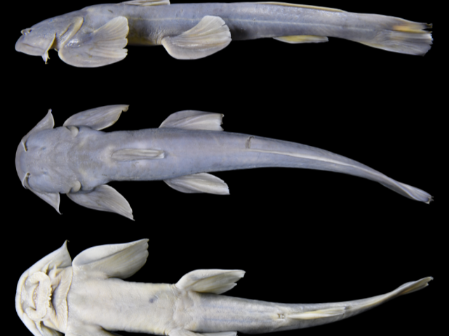 西藏发现鱼类新物种