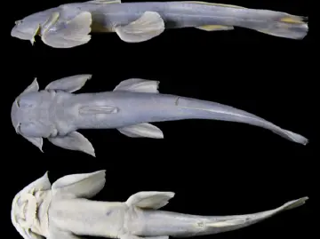 西藏发现鱼类新物种