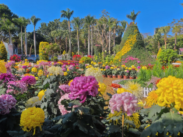 21天限定，300+品种！2025深圳菊花赏来了，最新赏花攻略→