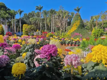 21天限定,300+品种!2025深圳菊花赏来了,最新赏花攻略→