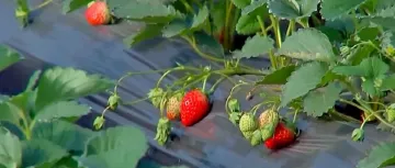 “膨大剂”催熟草莓这个月大量上市?记者调查,真相来了→
