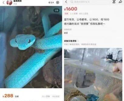 图源：某二手平台截图