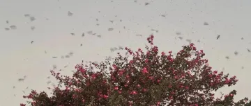 佛山一地每天傍晚准时下“鸟屎雨”？居民：已持续1-2个月