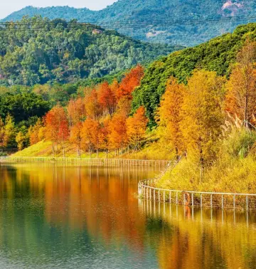 深圳落羽杉！红！了！