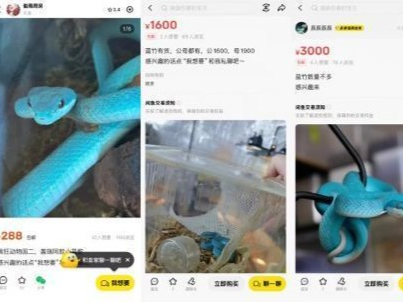 读特快评 | 喜欢“盖瑞”就去买毒蛇？别让情绪消费狂飙