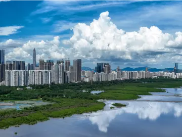 《红树流年》热播！观众热议：深圳在经济潮汐中守护一片“绿”