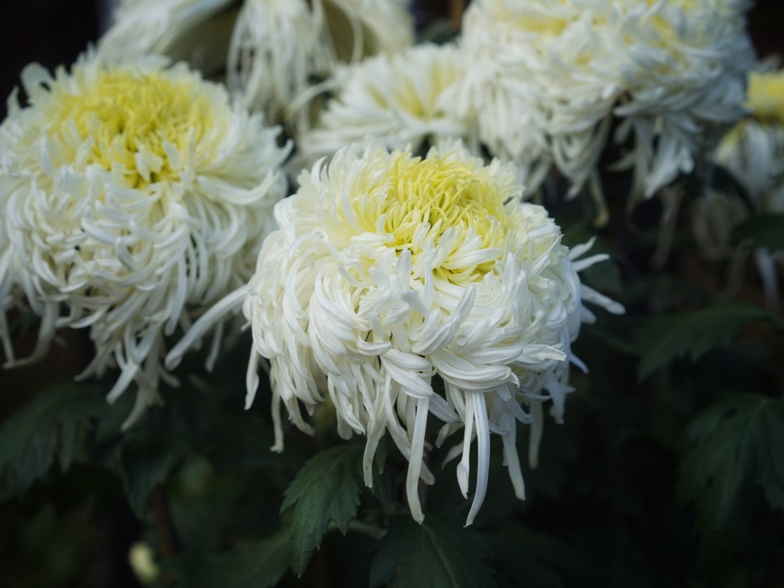 王丙乾同志遗体在广州火化 