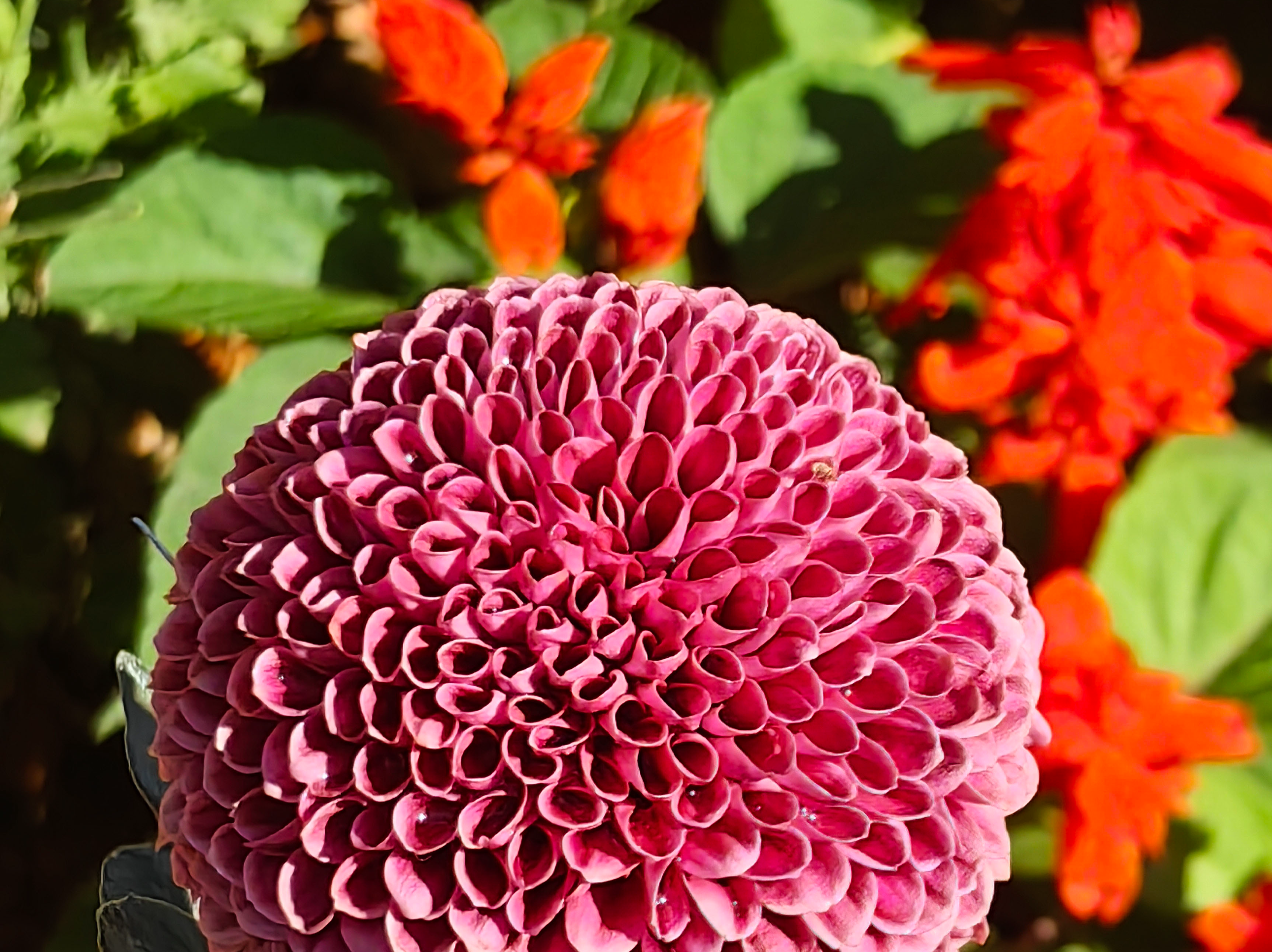 多图直击!第41届深圳东湖公园菊花花会开幕