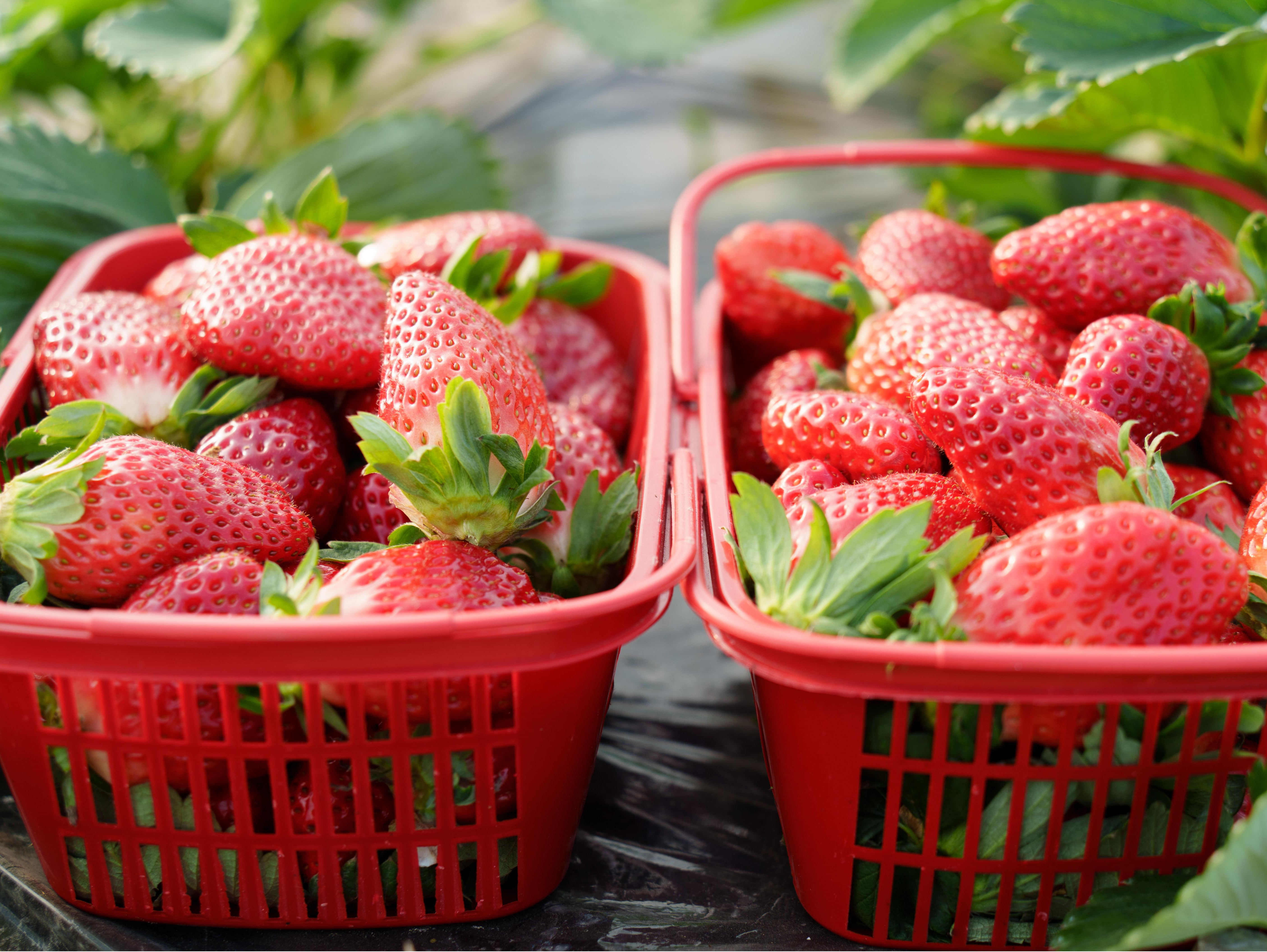 网传“大个草莓是用了膨大剂”？ 真相是这样→ 