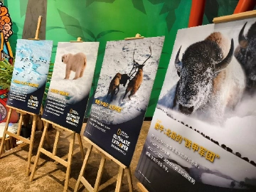 横琴国家地理探险家中心双旦雪国亲子探险双人“早鸟票”8折开抢