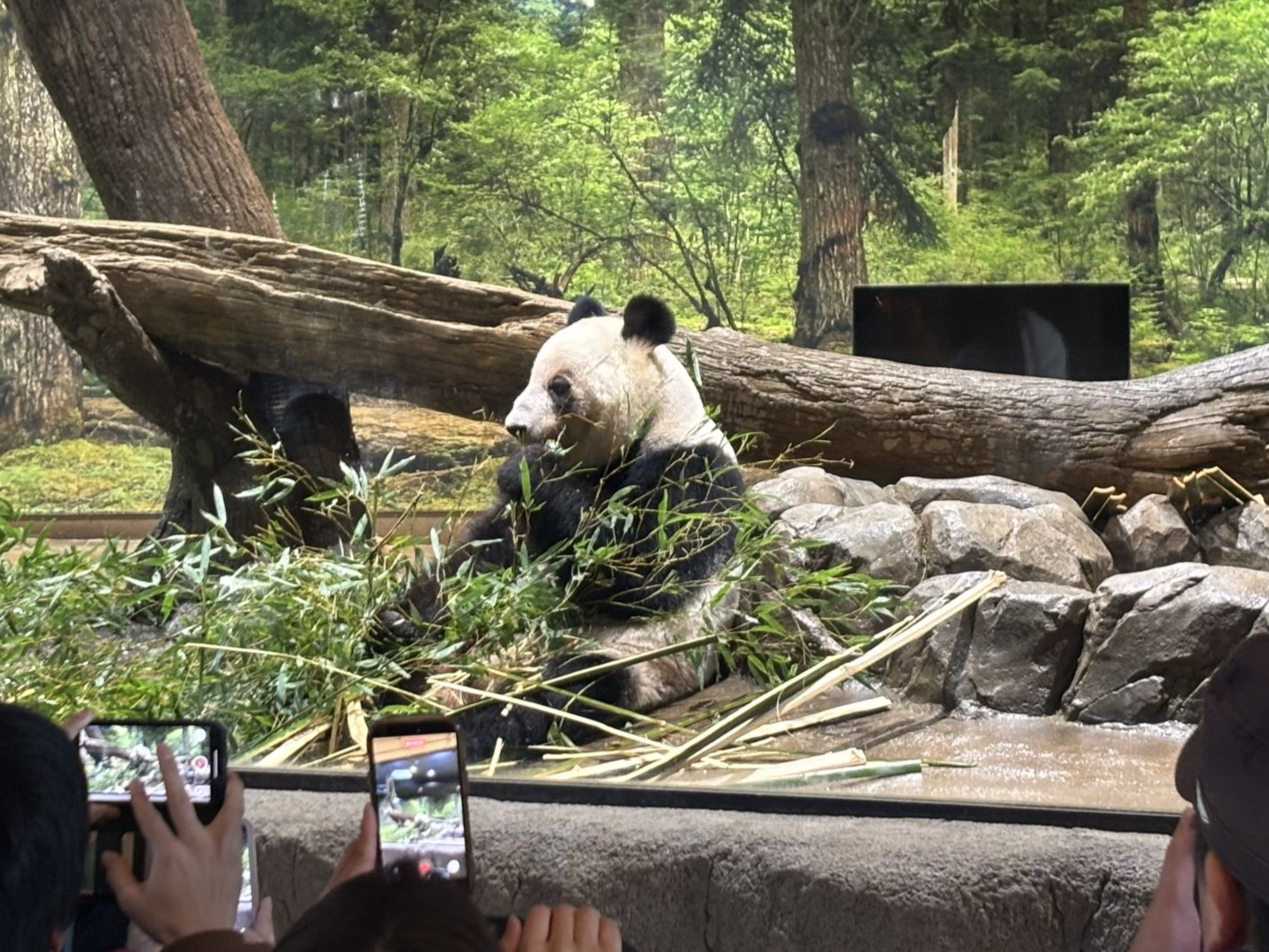 最后一天“打卡上班” 旅日大熊猫将返回中国 