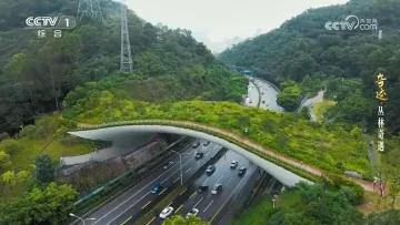 ​童话照进现实！《丛林奇遇》原型竟是深圳真事，网友点赞：这座为动物修桥的城市太酷了