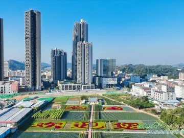 一域兴带动全域活！深圳坪山推动  “百千万工程”多点突破显成效