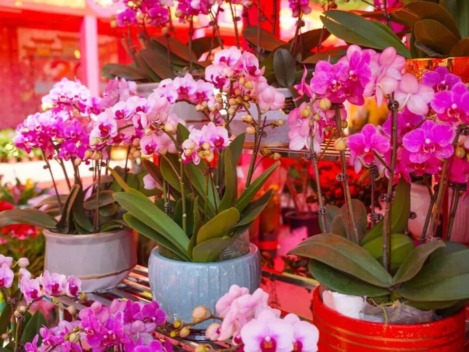 年味加载中！深圳多区迎春花市定档🌺扫年货、品美食，超多玩法抢先看→