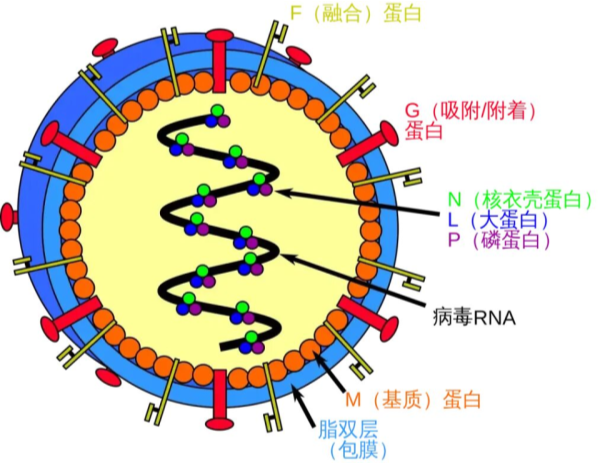 印度出现尼帕病毒疫情，专家解读 